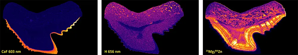 LIBS-ICPMS Data - Tiger Shark Tooth