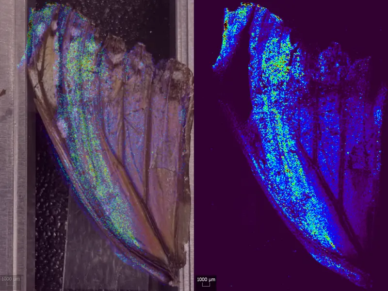 Butterfly Wing - Imaging (with overlay) on butterfly wing using imageGEO193 - Calcium Ca43